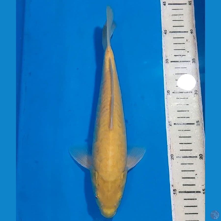 KARASHI MATA MERAH SISIK NAGA FULL 30 CM