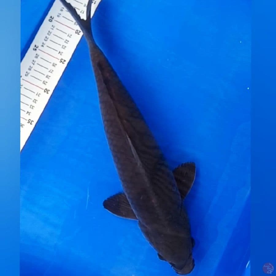 Karashu 41cm jantan