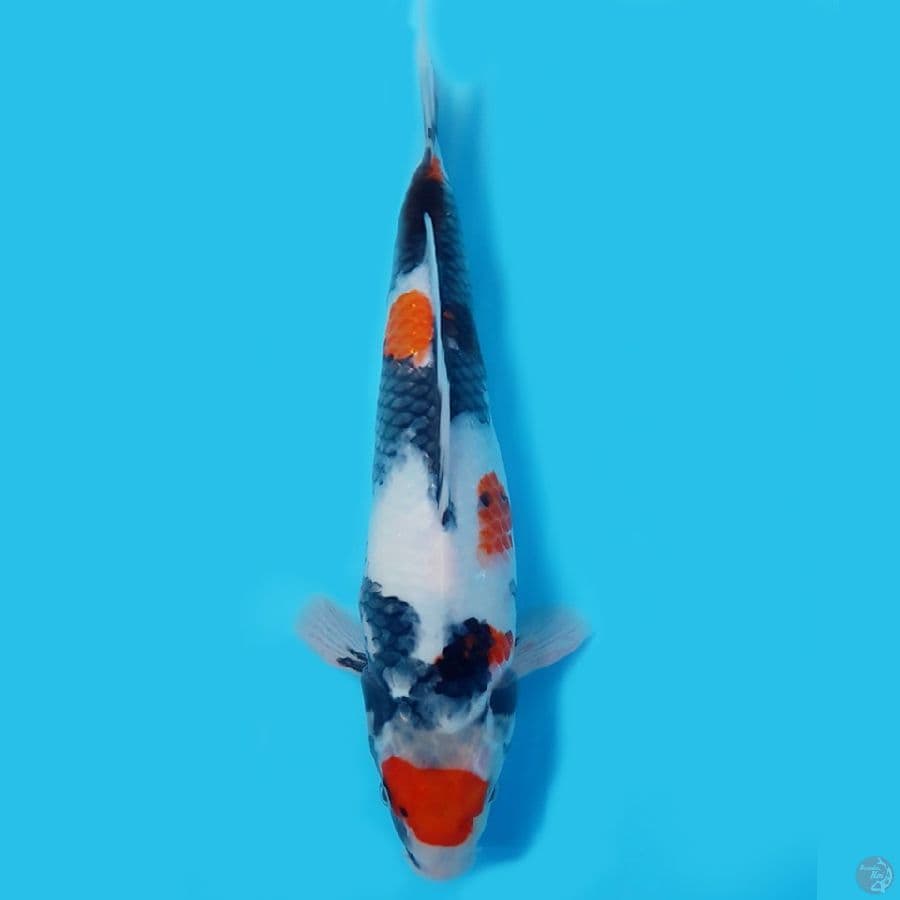 showa 31cm