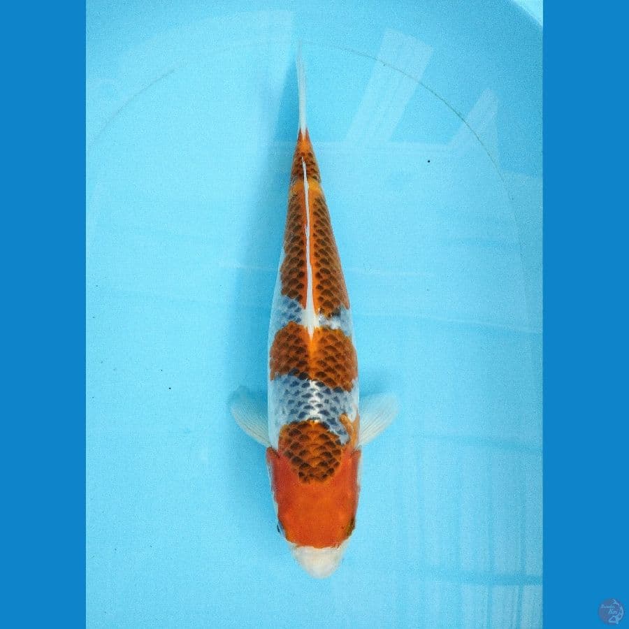 Nc scale Goshiki 38cm