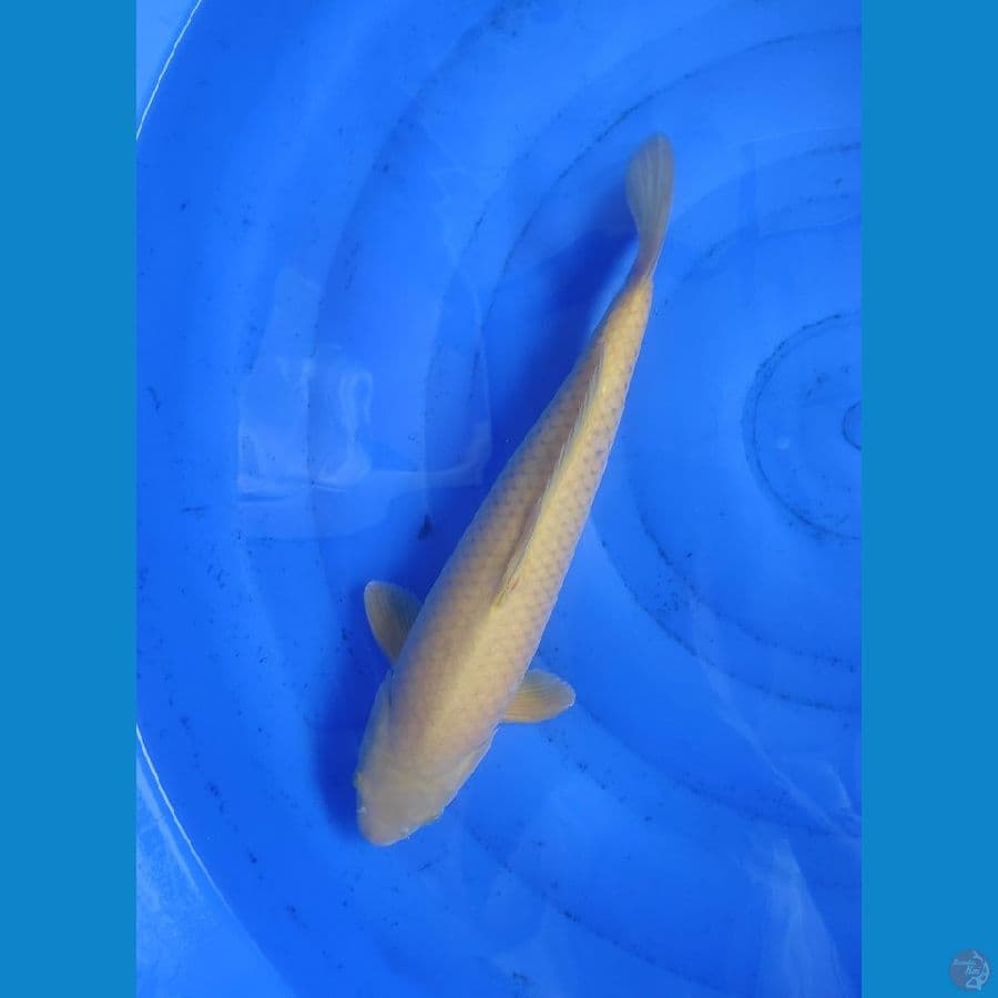 midorigoi 35cm