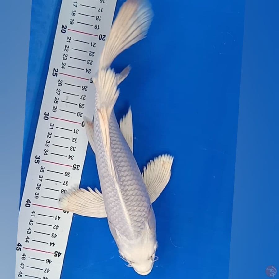 kumpay platinum F30cm