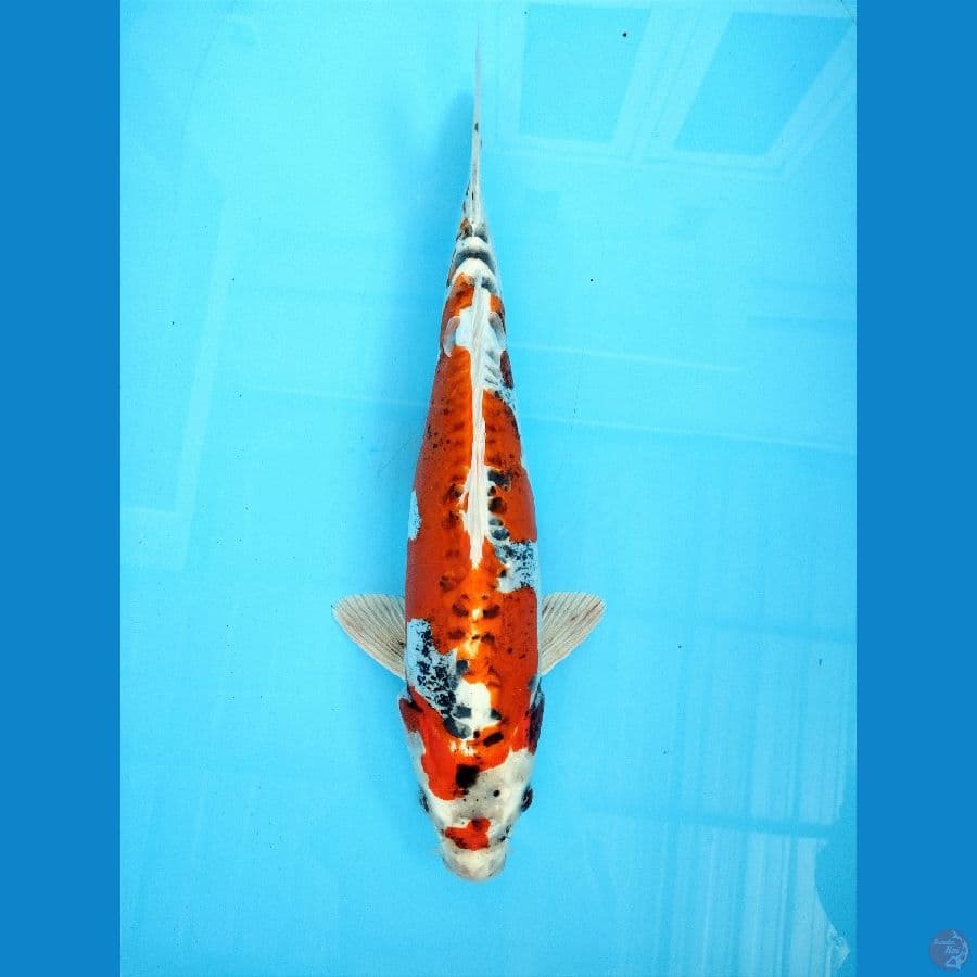Rare kawarimono 35cm Male