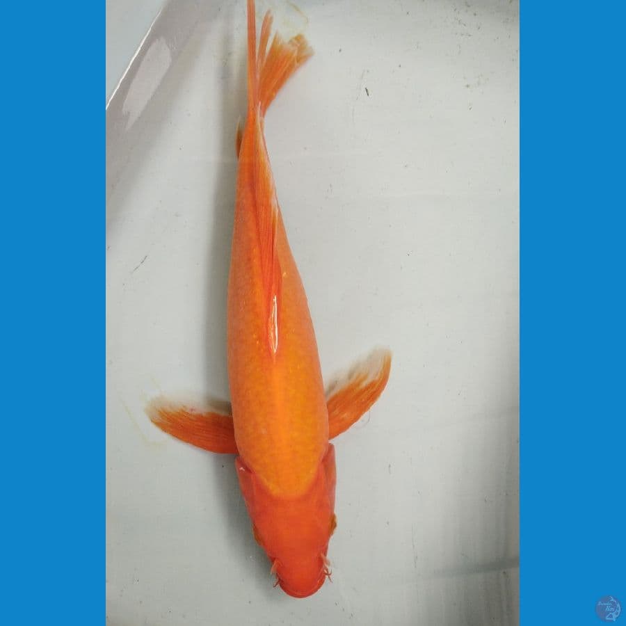 Slayer Benigoi Tembus perut 37cm