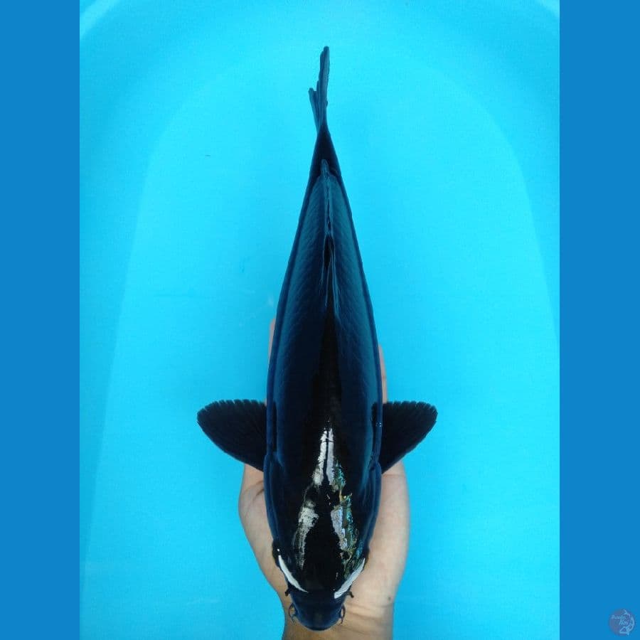 black karashu 37cm (male)