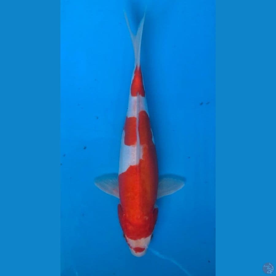 HQ doitsu kohaku 25cm