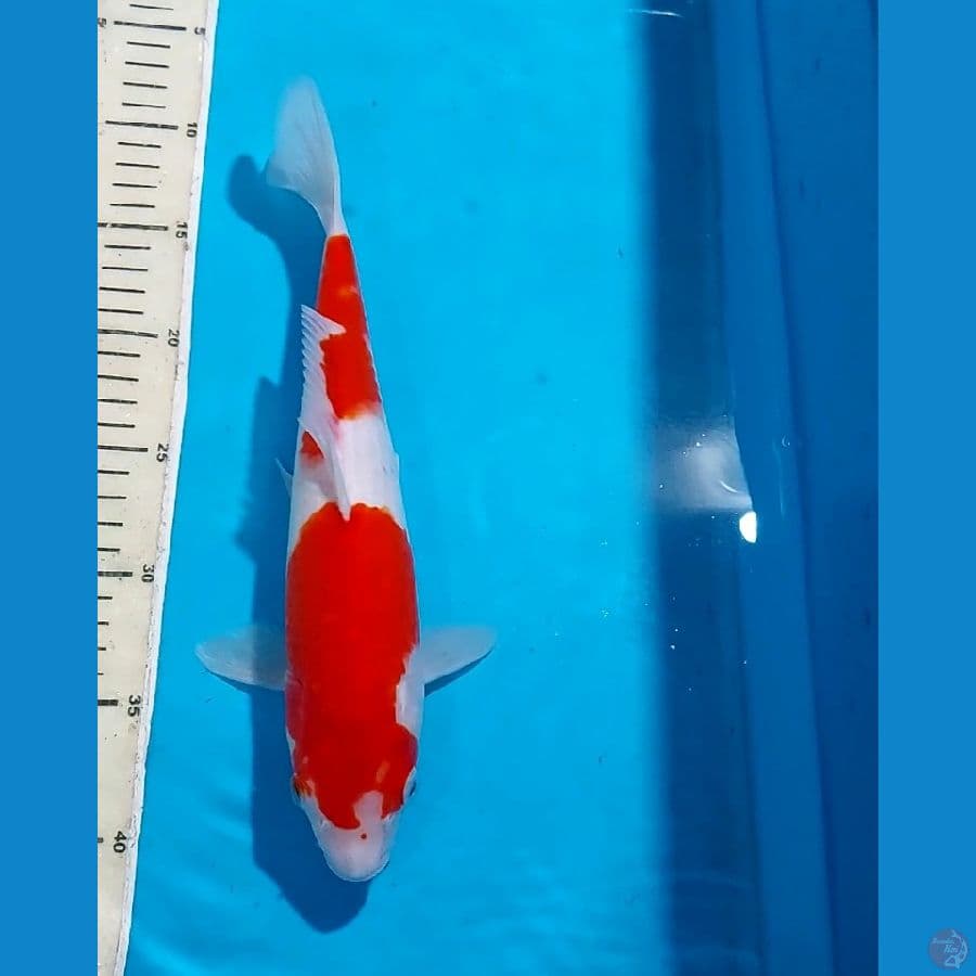 KOHAKU 31 CM