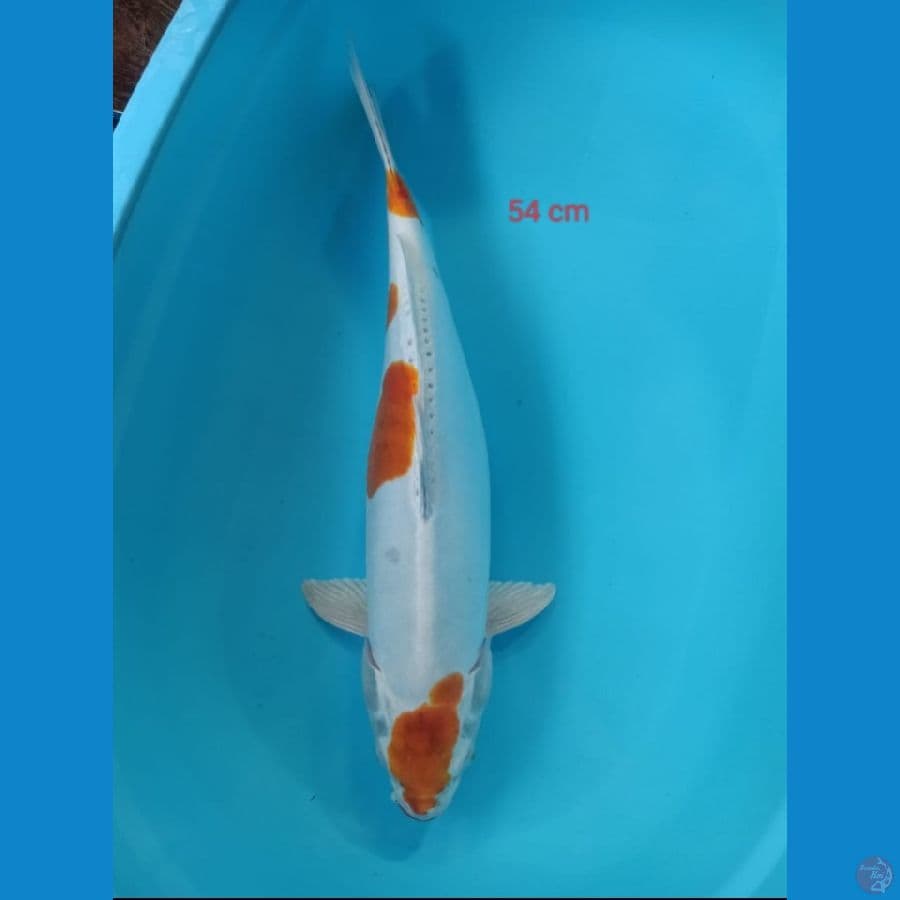 HARIWAKE DOIT Jumbo 54cm