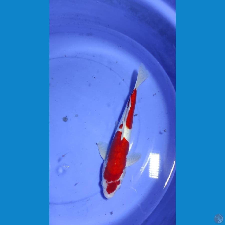 Kohaku