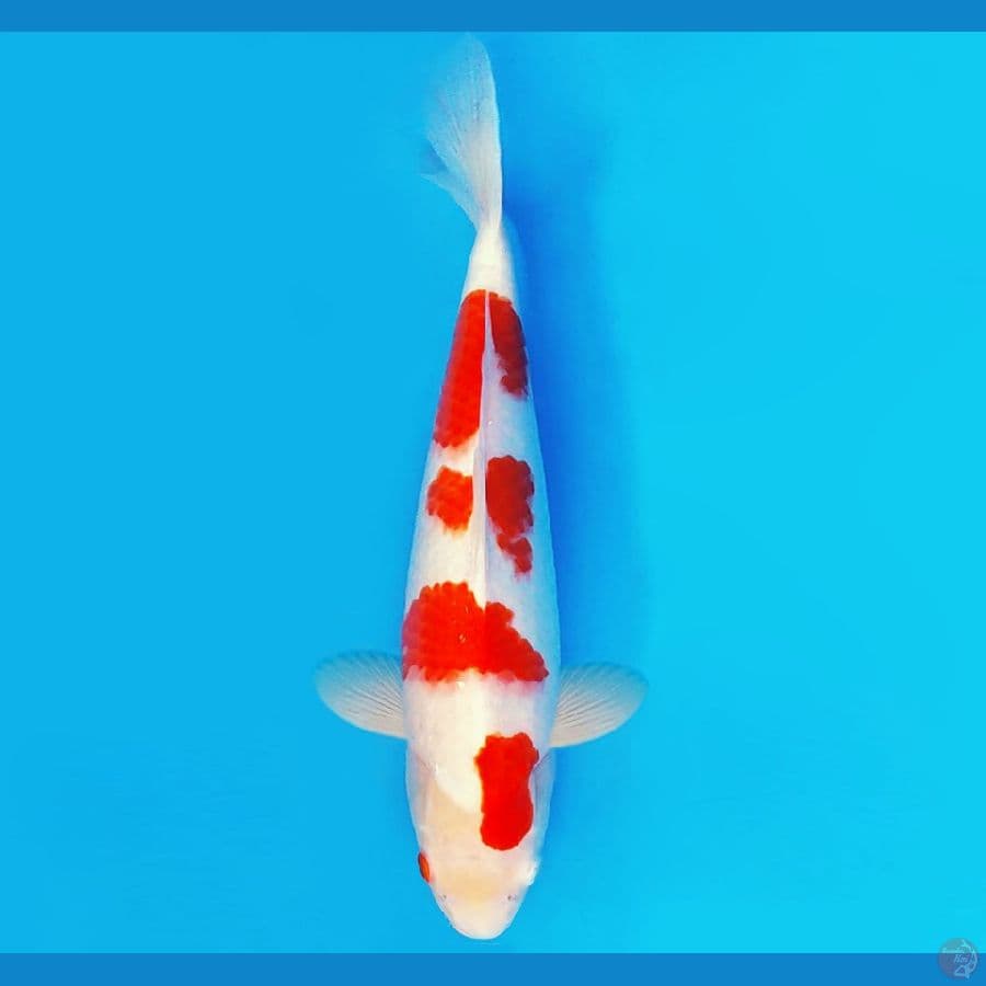 ASAHI 14 ~ KOHAKU 39 cm/fm ™