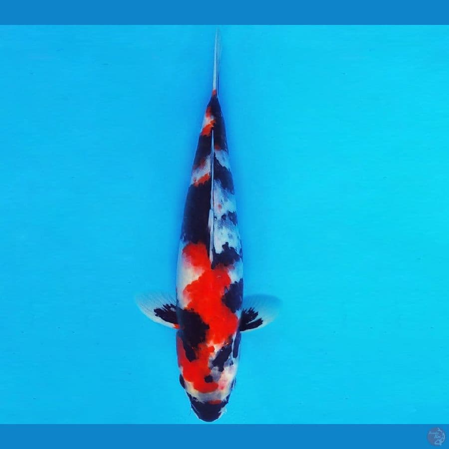 ASAHI 16 ~ SHOWA 28 cm/male ™