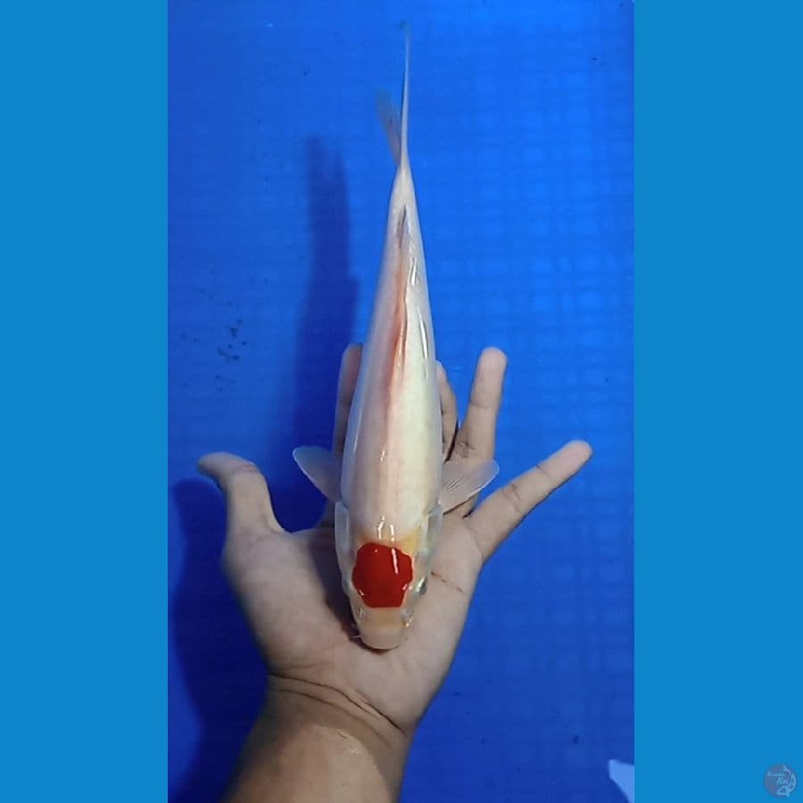 tancho 26 cm