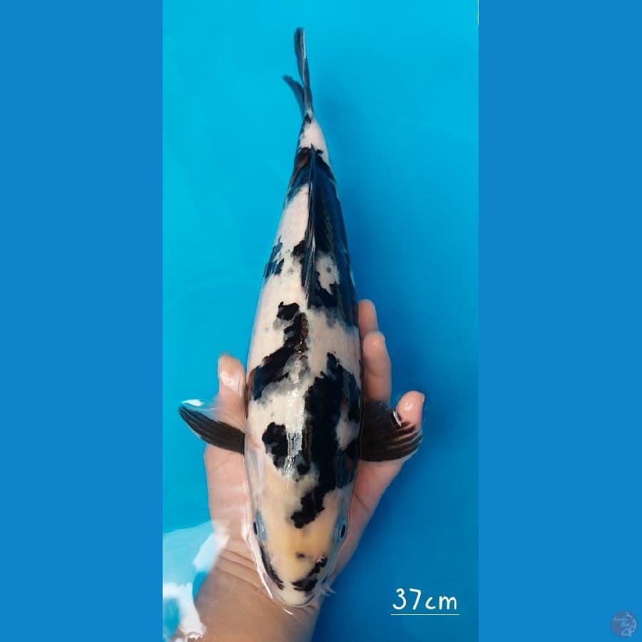 Shiro utsuri 37cm