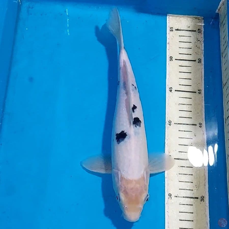 BEKKO 29 CM
