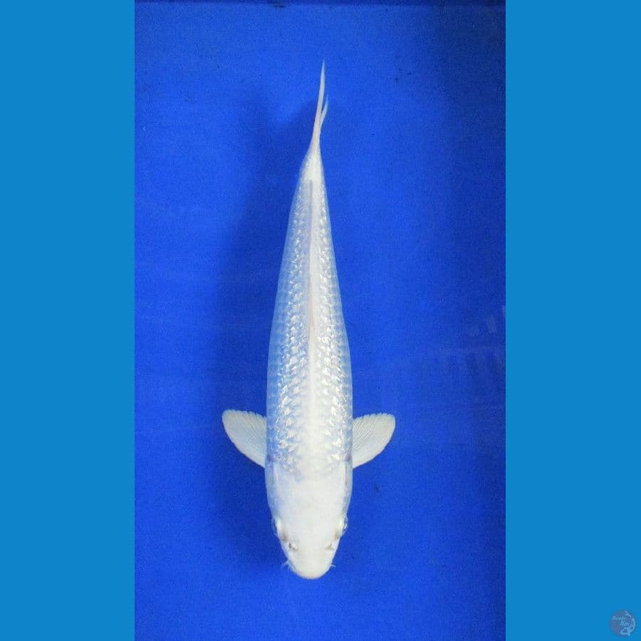platinum ginrin ±32cm