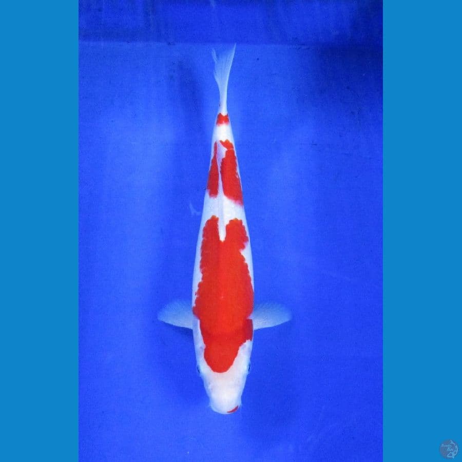 sandan kohaku ±34cm hq jantan