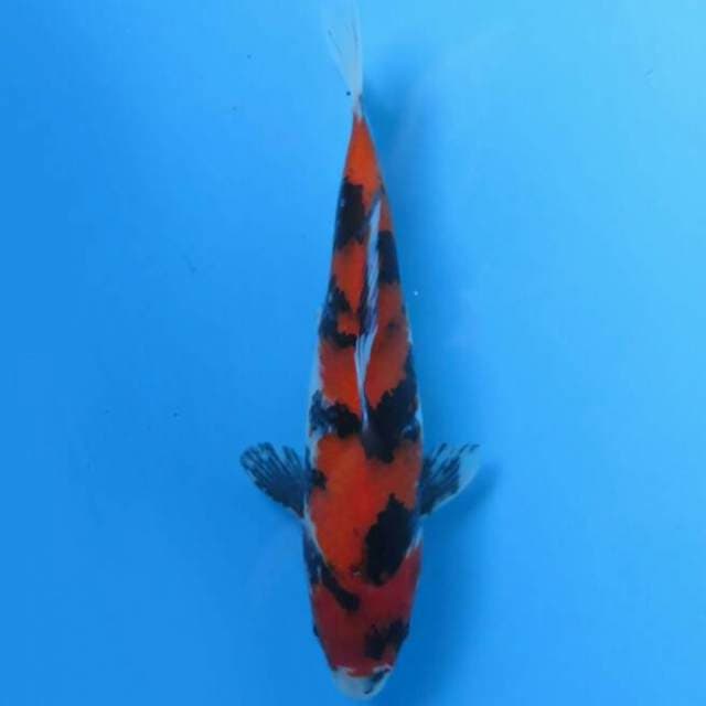 Showa 23cm