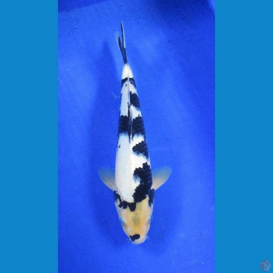 shiro ±33cm