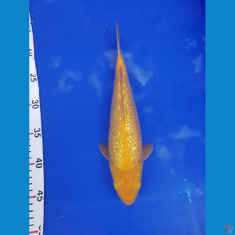 karasi fuull ginrin 29cm male mata merah