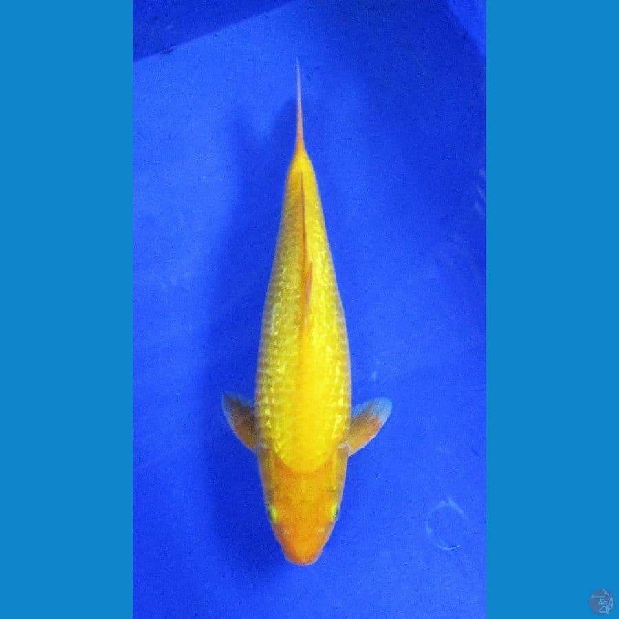 karashi ginrin ±33cm