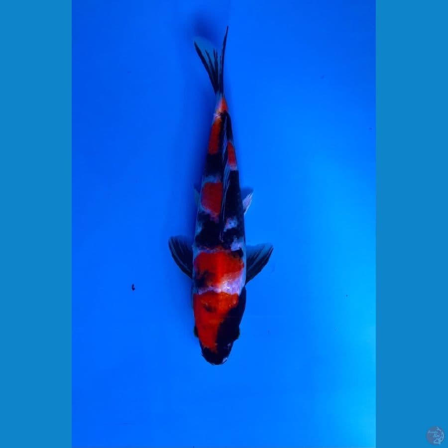 showa HQ 22cm