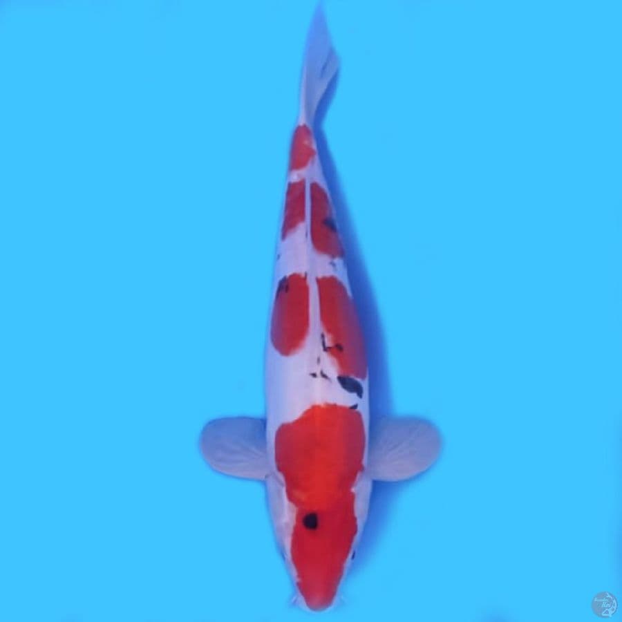 sanke size 31 cm female