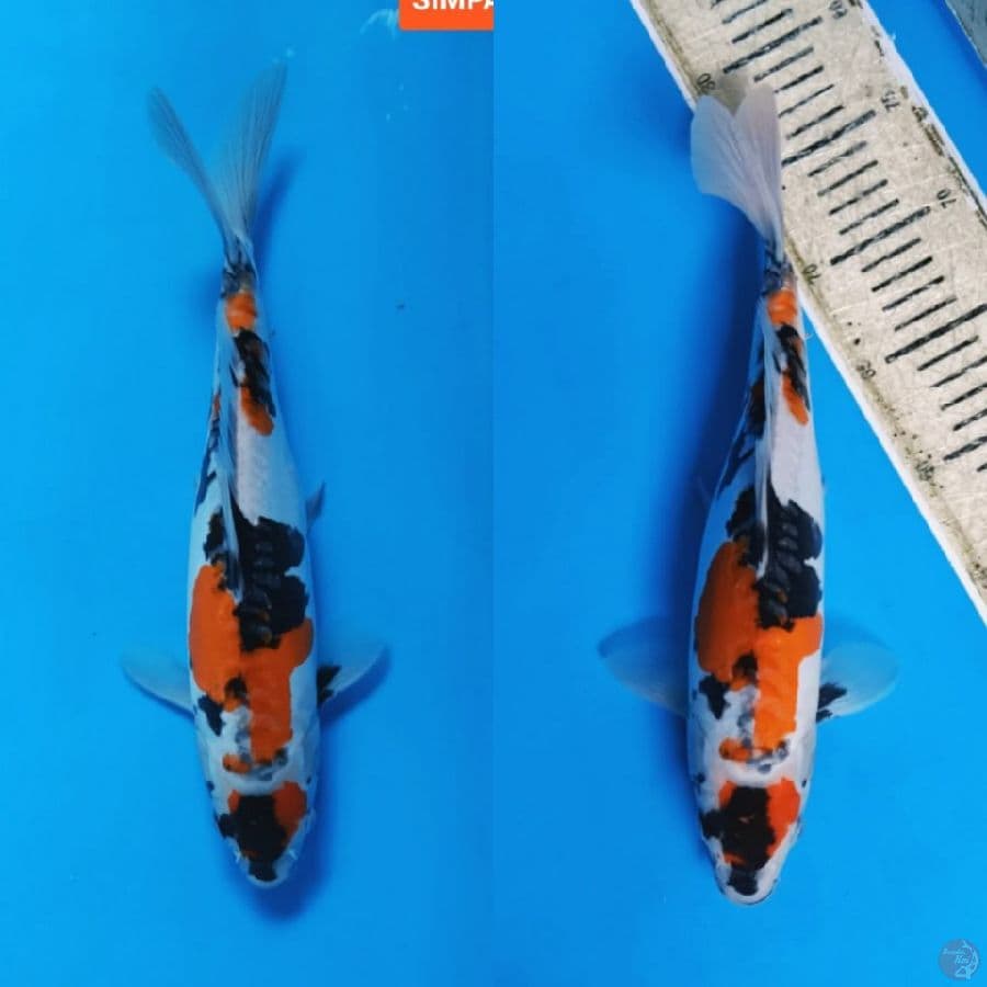 Showa Doitsu Aragoke 32cm