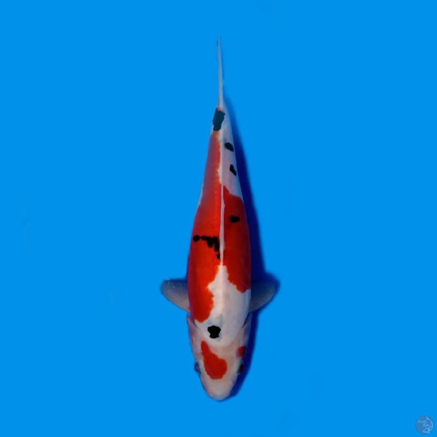 doitsu 25 cm female