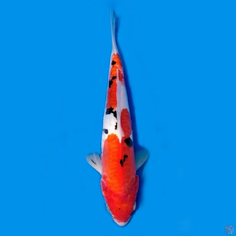 Doitsu 30 cm female.