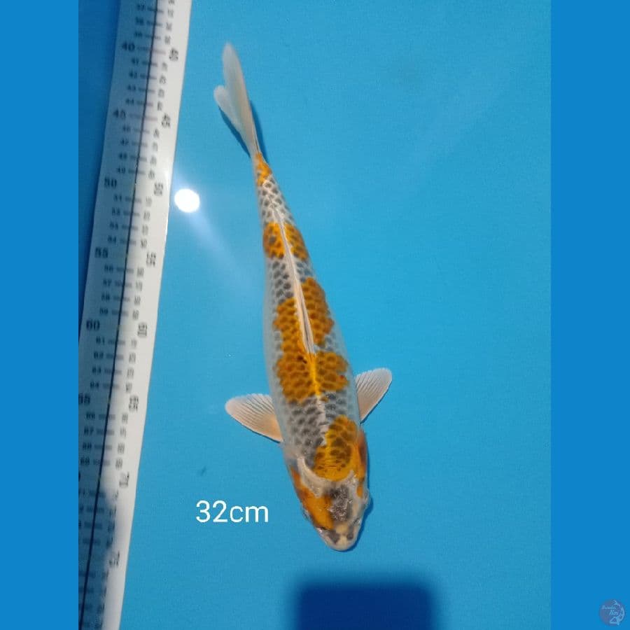 kujaku 32 cm