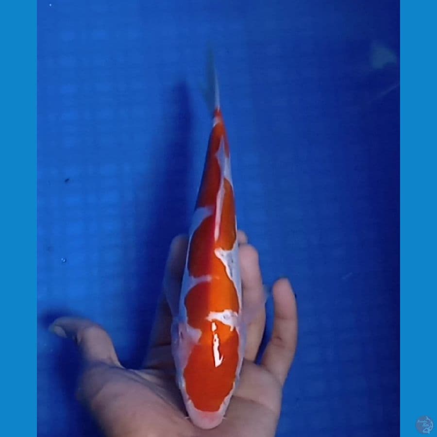 kuhaku Inazuma 25 cm