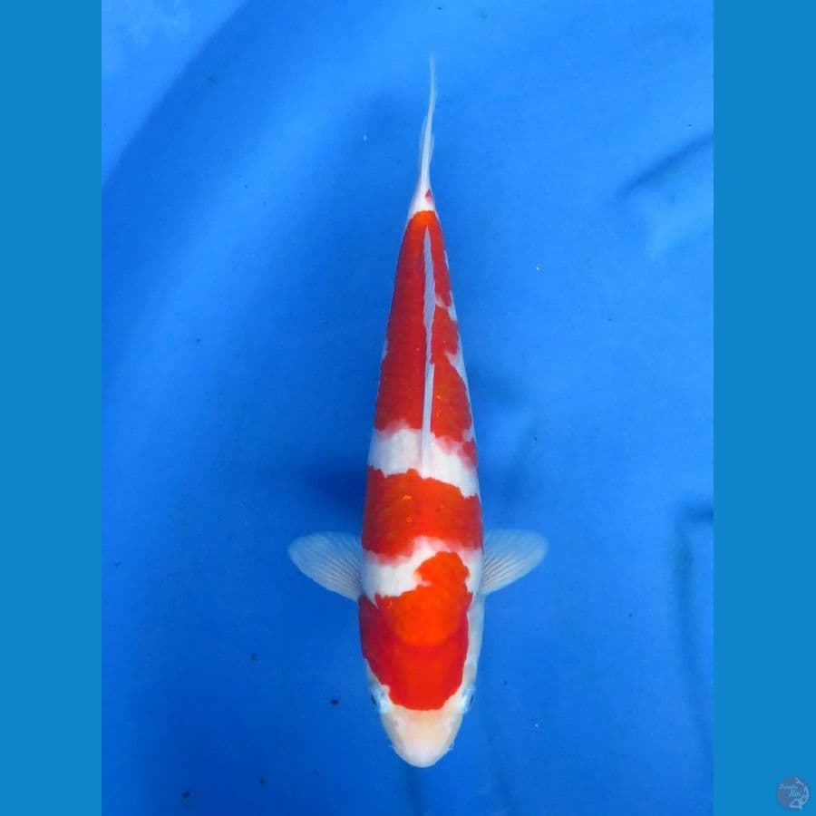 Sandan Kohaku