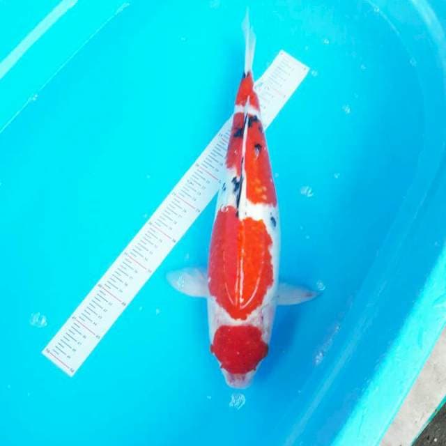 48CM