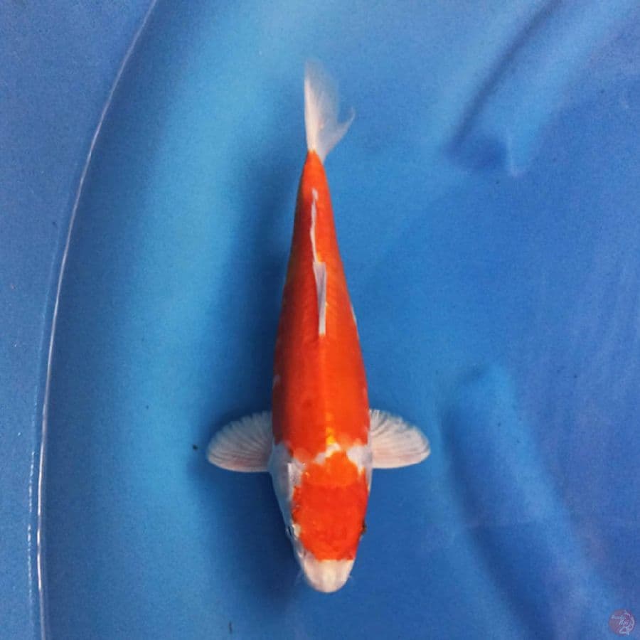 ORENJI HARIWAKE 24 cm