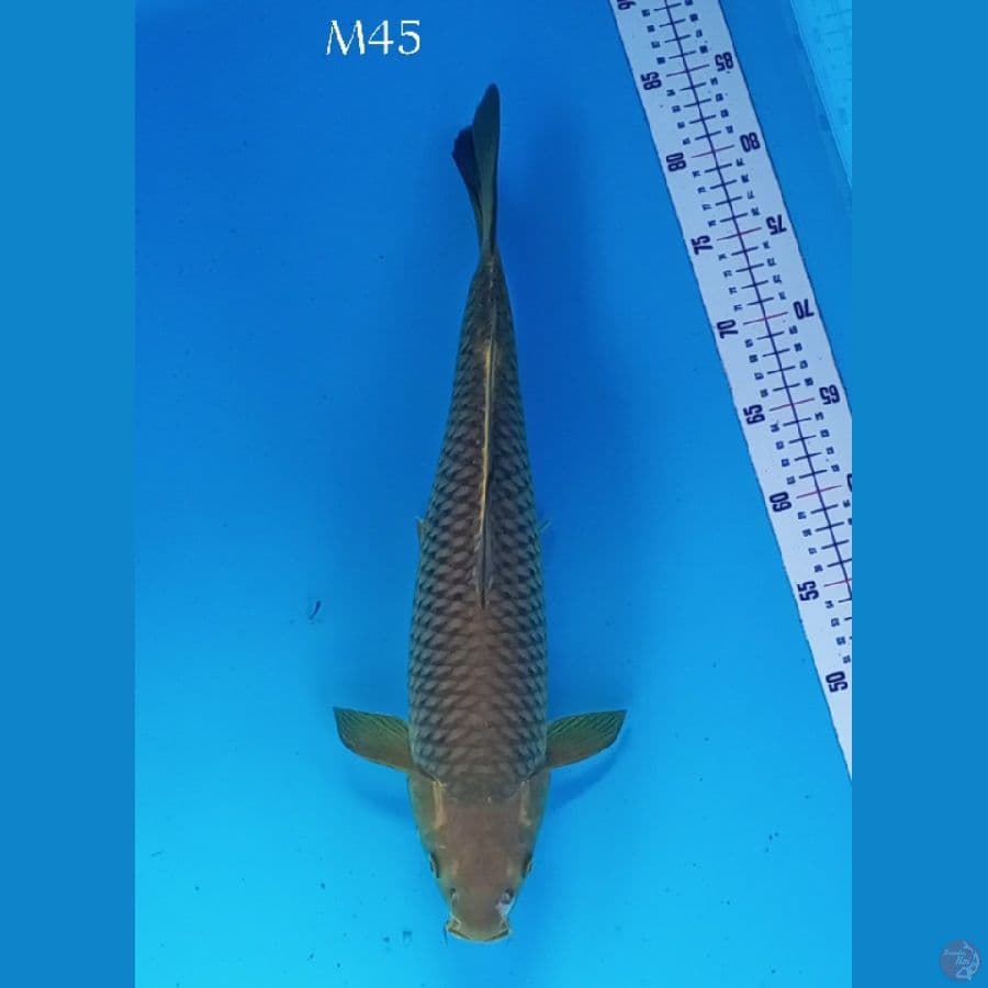 MIDORI JUMBO 45cm