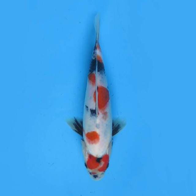 Kindai showa 23cm