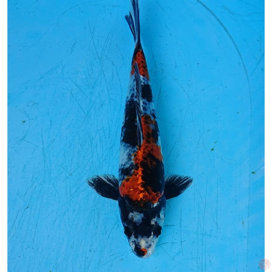 KIN SHOWA 27 CM