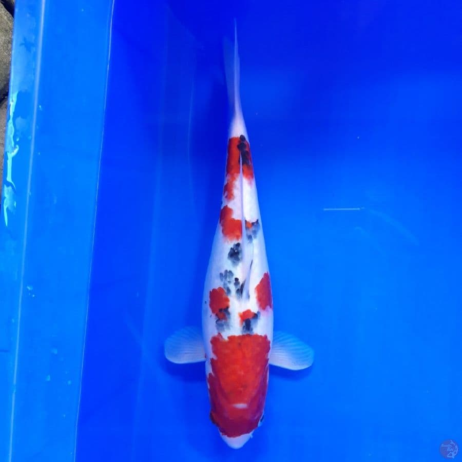 Sanke 37cm