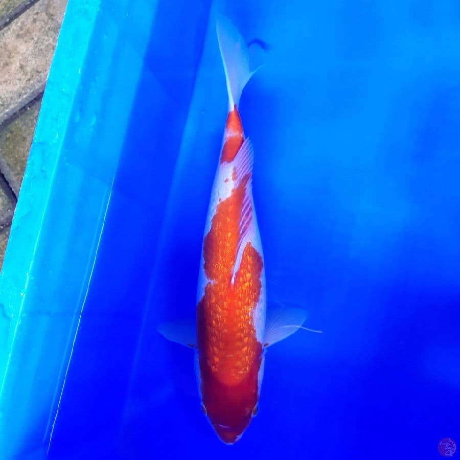 Kohaku Ginrin 36cm
