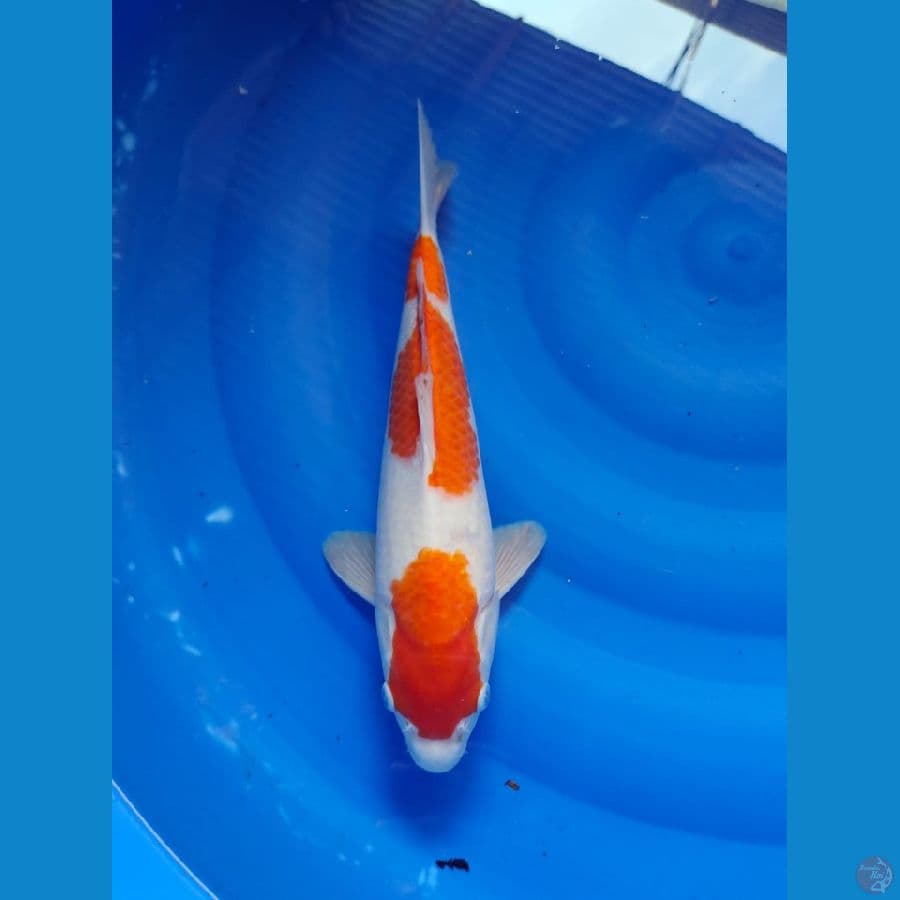kohaku 35cm