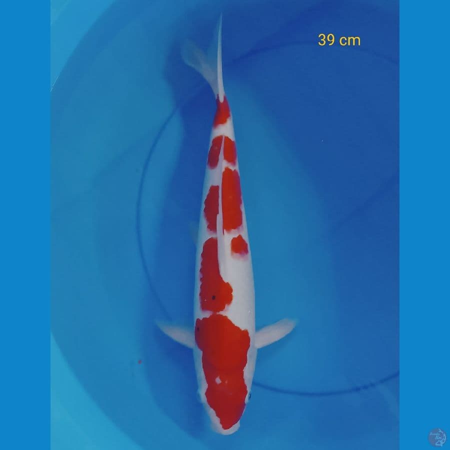 SQ sanke 39 cm