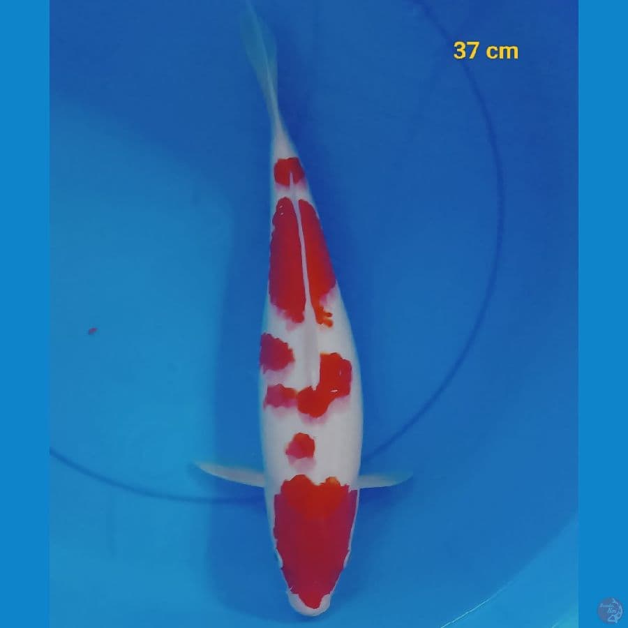 SQ kohaku 37 cm