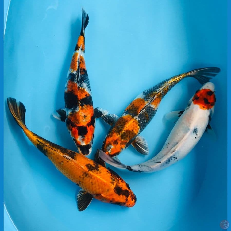 mix koi 30up