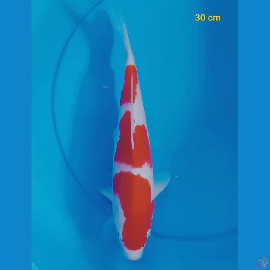 SQ sandan 30 cm