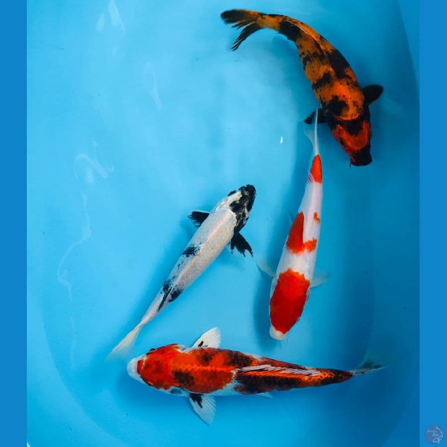 mix koi 20bu