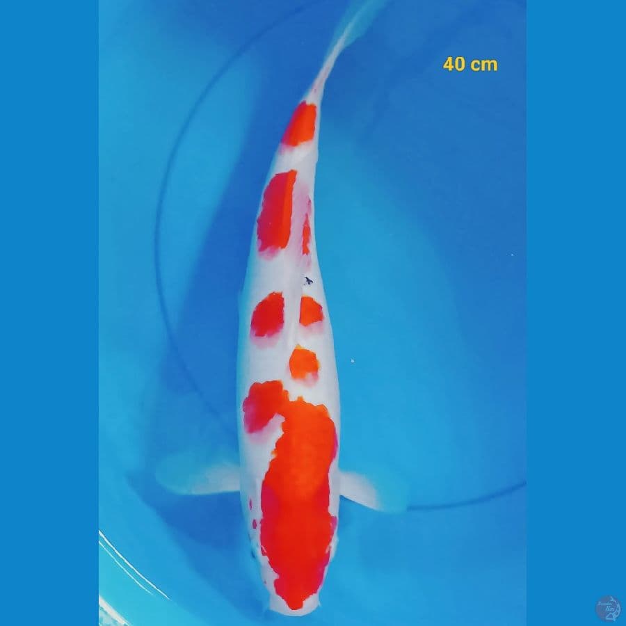 SQ sanke 40 cm