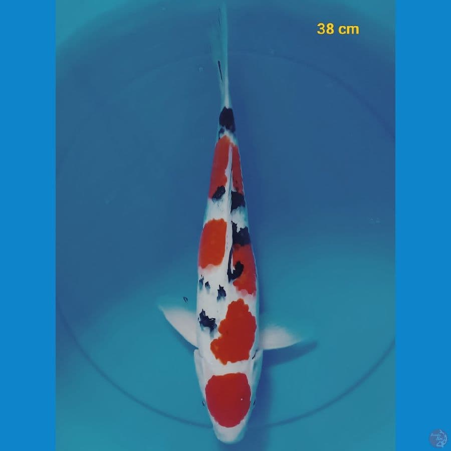 HQ sanke 38 cm
