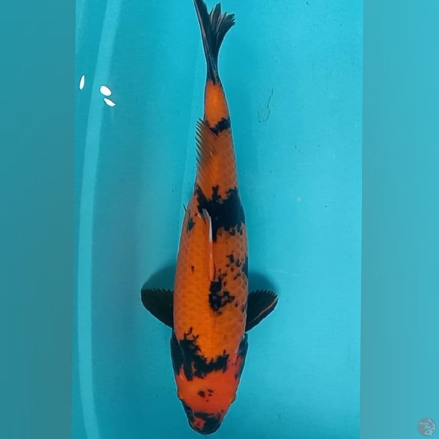 Utsuri 41cm