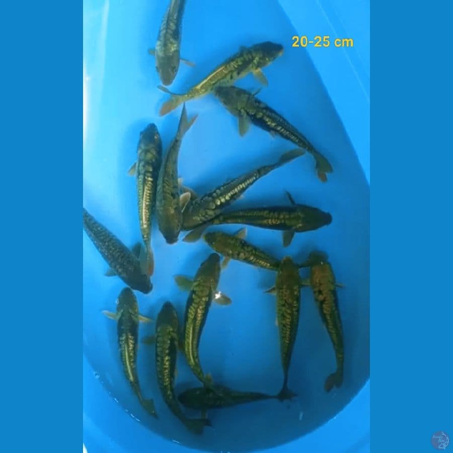 Paket 15 ekor aragoke ginrin