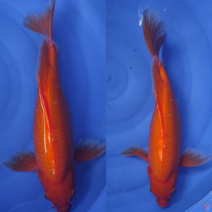 9.KUMPAY BENIGOY //F.40CM